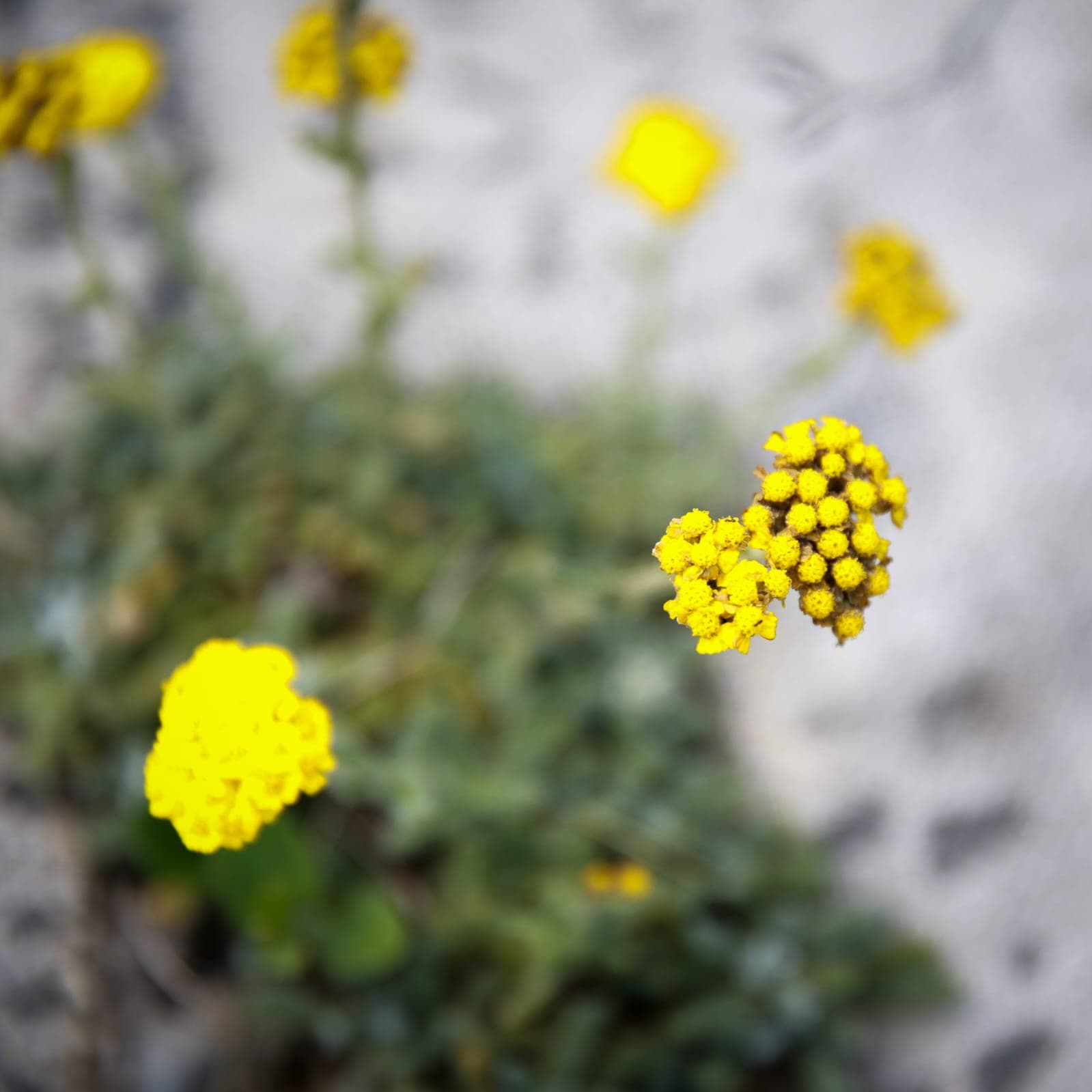 Fleurs d'hélichryse