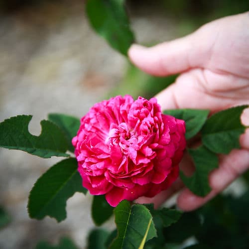 Rose de Damas, plante utilisée en méditation olfactive